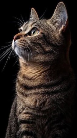 Красивая кошка