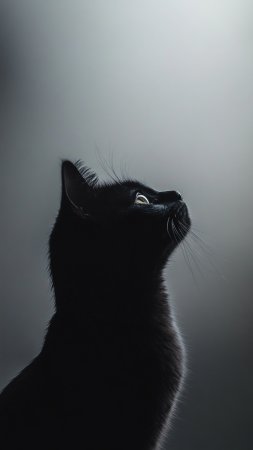 Черный кот