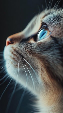 Кошачие глаза