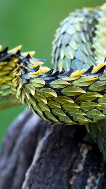 Кустарниковая гадюка atheris скачать фон 1080 x 1920