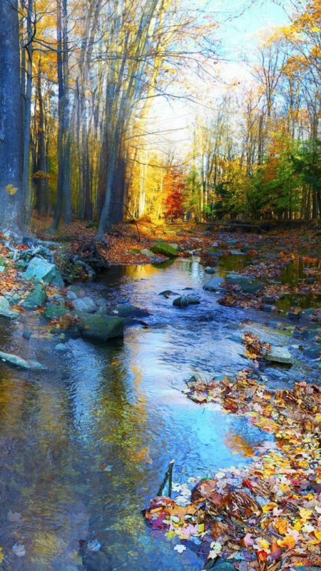 Осень река