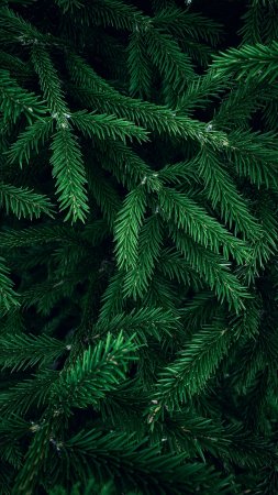 Ветка елки скачать фон 2160 x 3840