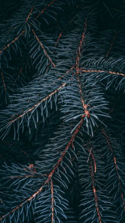Ель ветка макро хвоя обои скачать фон 2160 x 3840