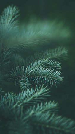 Ветка еловая скачать фон 1424 x 2532