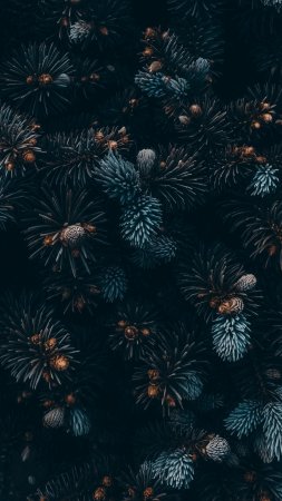 Ель ветка скачать фон 2160 x 3840
