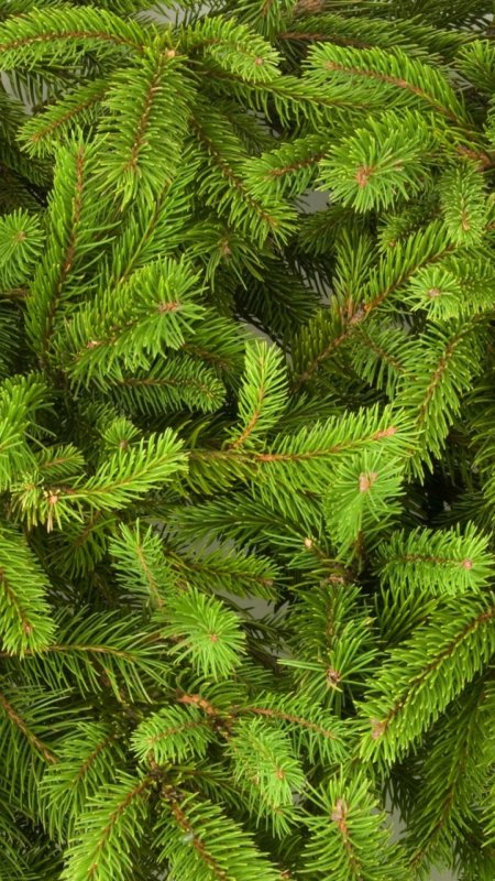 Ель финская picea fennica скачать фон 1080 x 1920