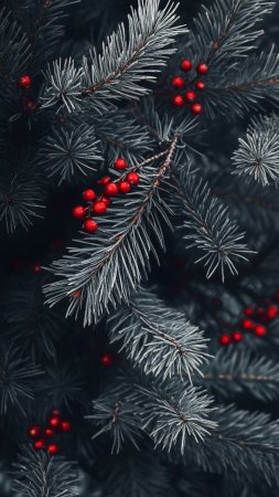 Еловая ветка скачать фон 1080 x 1920