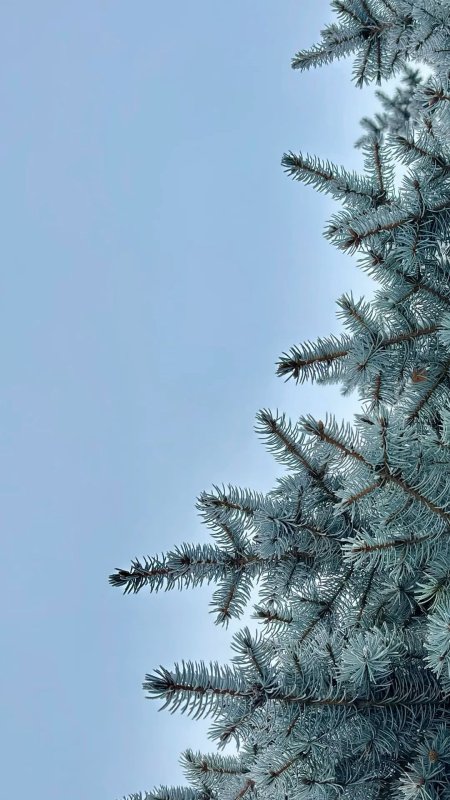 Голубая ель скачать фон 1080 x 1920