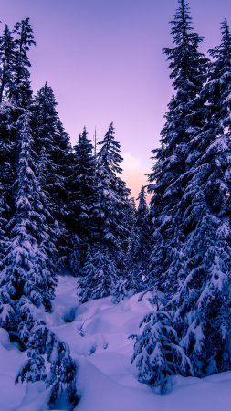 Snow fir trees winter dusk скачать фон 2160 x 3840