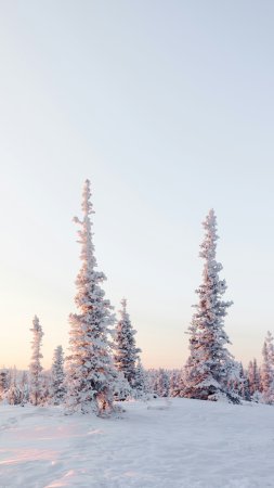 Зимний лес скачать фон 2160 x 3840