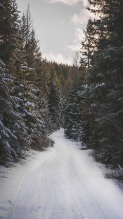 Зимняя лесная дорога скачать фон 720 x 1280