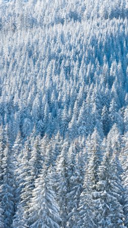 Snow view from above forest winter fir trees nature скачать фон 1080 x 1920
