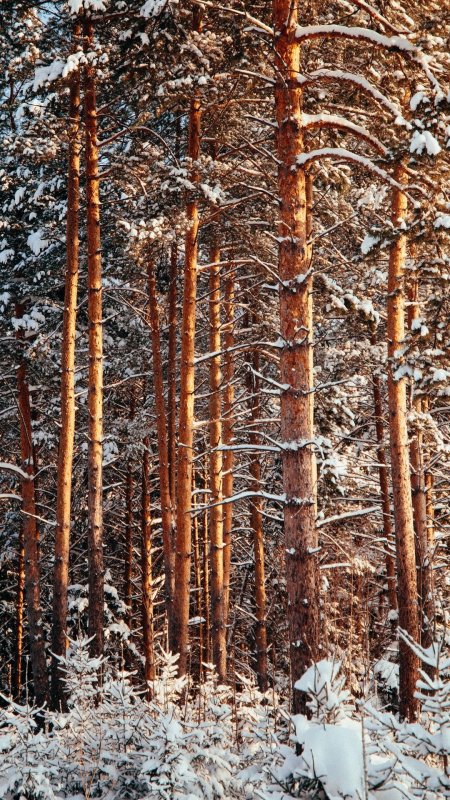 Зимний сосновый лес скачать фон 1080 x 1920