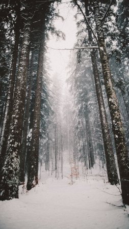 Зимний лес скачать фон 1080 x 1920