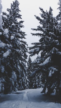Лес зимой скачать фон 2160 x 3840