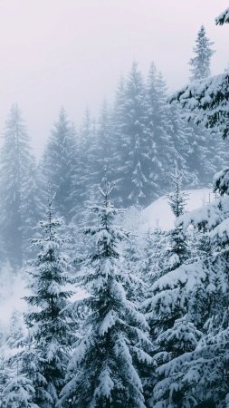 Winter scenery скачать фон 1080 x 1920