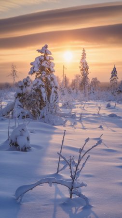 Зимний рассвет скачать фон 2160 x 3840