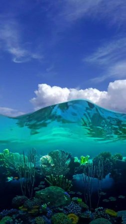 Море под водой скачать фон 1424 x 2532