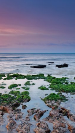 Водоросли красивые скачать фон 2160 x 3840