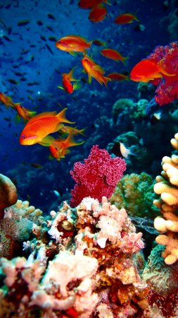 Шарм эль шейх риф скачать фон 2160 x 3840