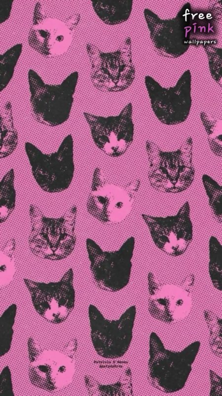 Fondos de pantalla gatos