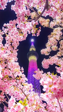 Sakura cherry blossom скачать фон 720 x 1280