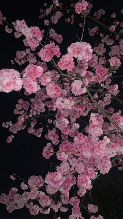 Эстетика сакура скачать фон 2160 x 3840