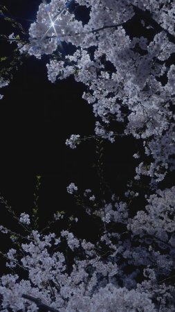 Cherry blossom tree скачать фон 1424 x 2532