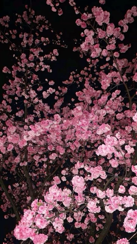 Эстетика сакура скачать фон 1080 x 1920