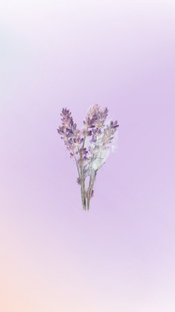 Сиреневые фоны
