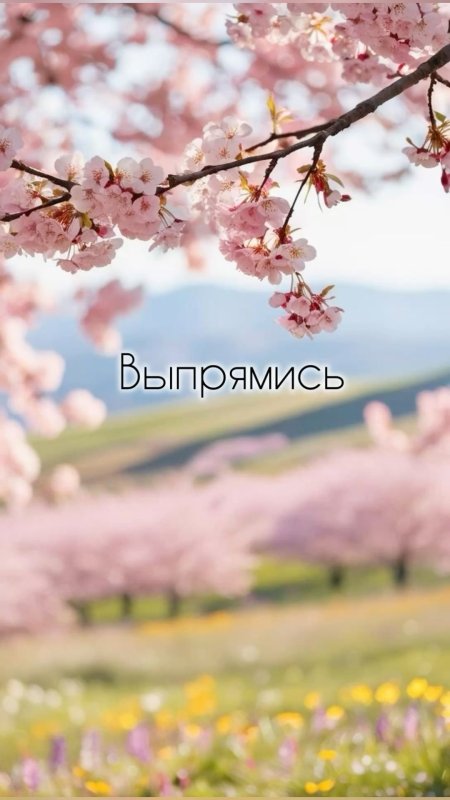 Цветущая сакура