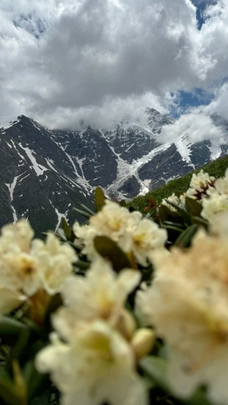 Рододендрон в горах скачать фон 1080 x 1920