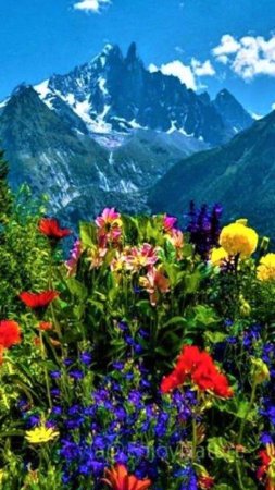 Альпийские луга швейцария скачать фон 720 x 1280