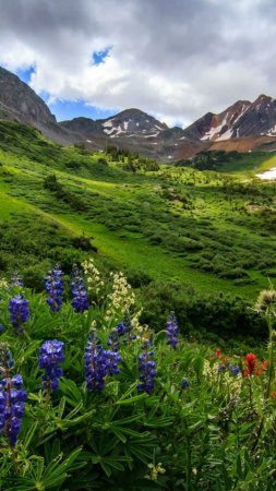 Colorado wildflowers скачать фон 1080 x 1920
