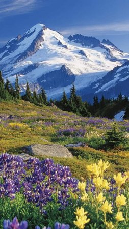 Mt. rainier national park скачать фон 720 x 1280