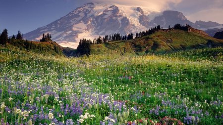 Mt. rainier national park скачать фон 1920 x 1080