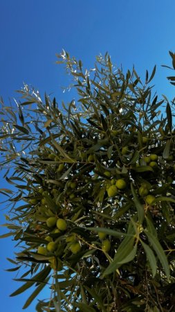 The olive tree скачать фон 720 x 1280