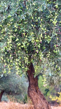 A green olive tree скачать фон 1080 x 1920