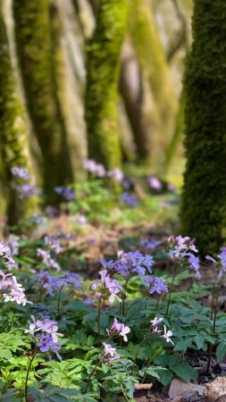 Лес цветы