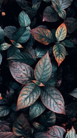 Plant leaves