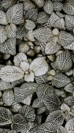 Fittonia albivenis