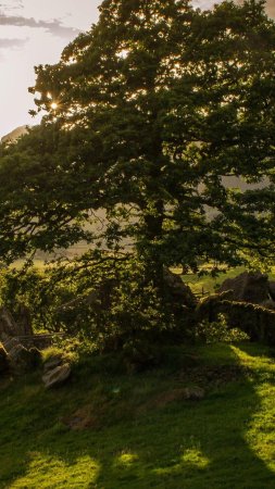 Sycamore gap tree