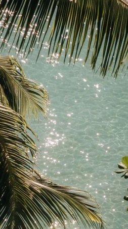 Tropical palm