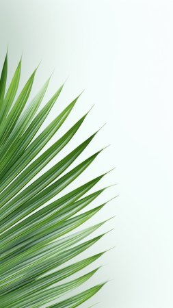 Palm leaf