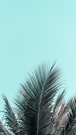Обои на телефон пальмы