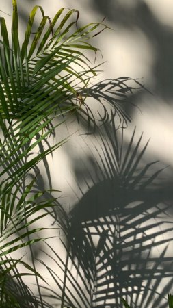 Tropical palm