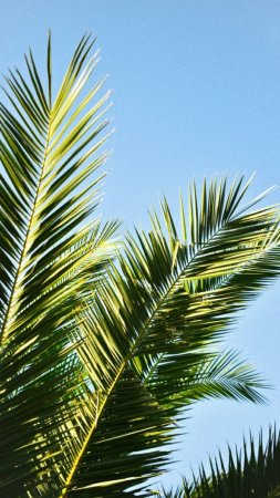 Palm tree