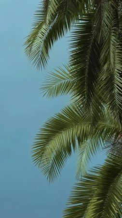 Palm tree