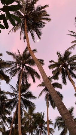 Palm tree