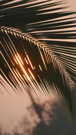 Palm leaf